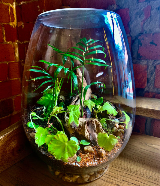 Closed Terrarium - view from the top