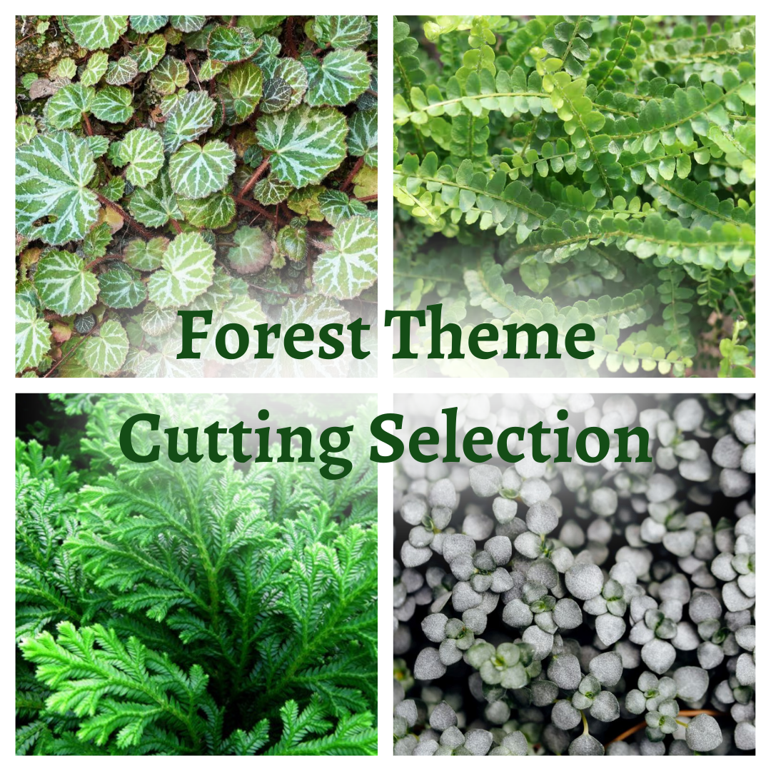 Forest Themed Plant Selection (Plant Cuttings)