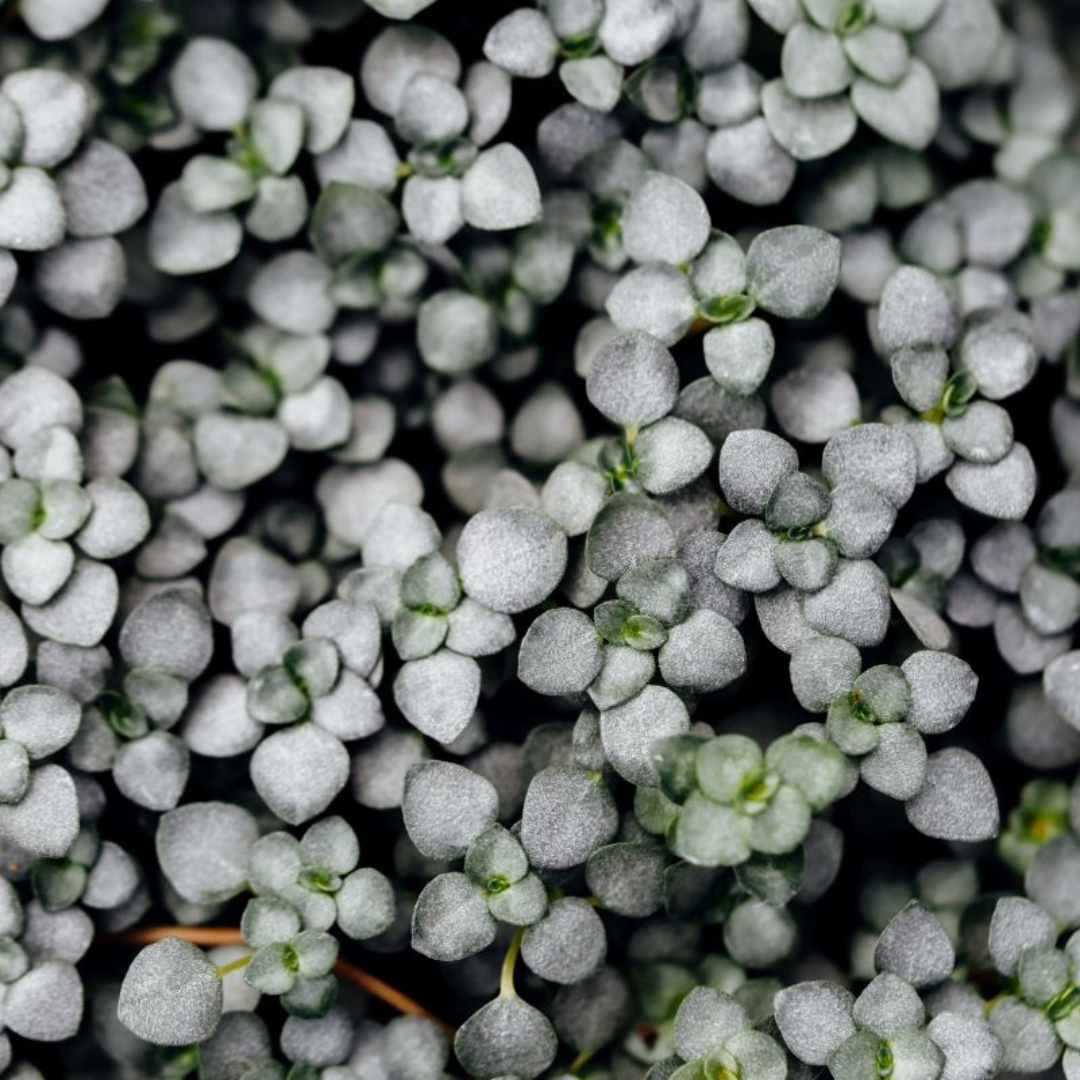 Pilea Glaucophylla (Plant Cutting)