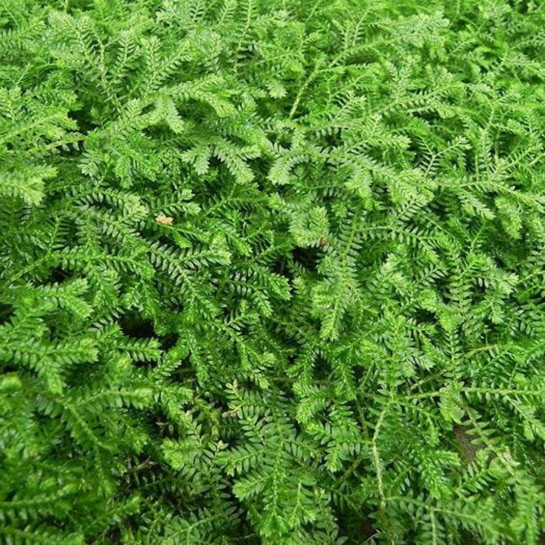 Selaginella Kraussiana (Plant Cutting)