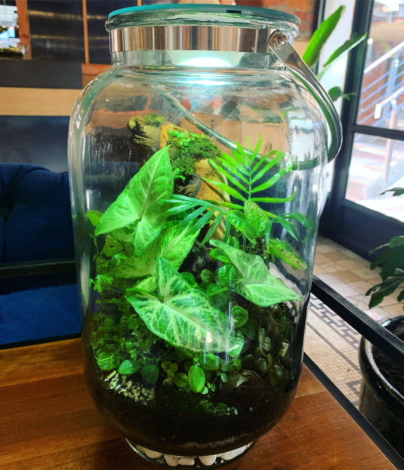 Terrarium - Large (Collection only)