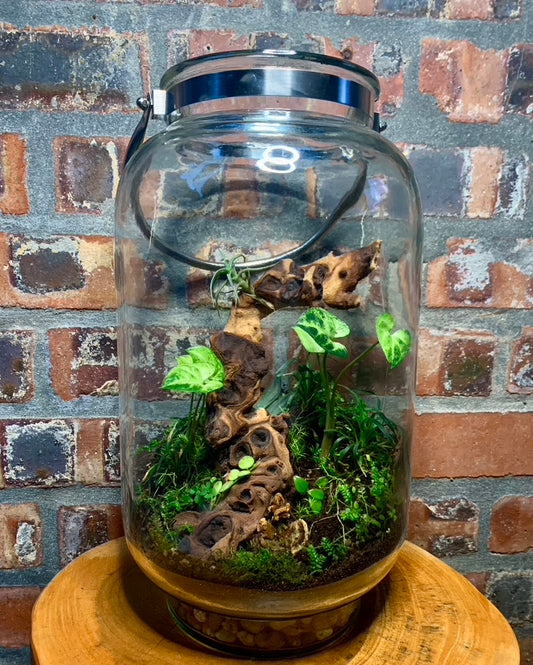 Terrarium - Large (Collection only)